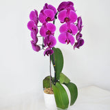 Purple Orchid 02