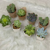 Lively Pots of Succulent Plant Garden Gift Set with Personalised Custom Message/Name (Klang Valley Delivery)