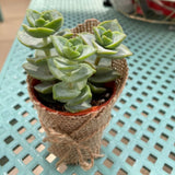 Lively Pots of Succulent Plant Garden Gift Set with Personalised Custom Message/Name (Klang Valley Delivery)