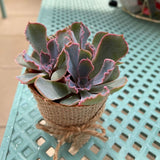 Lively Pots of Succulent Plant Garden Gift Set with Personalised Custom Message/Name (Klang Valley Delivery)