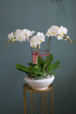 Sinar Phalaenopsis Orchid Hari Raya (Penang Delivery Only)