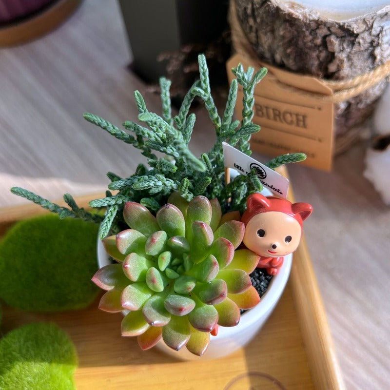online succulent delivery Succulent Combo In White Ceramic Cylindrical Pot - Klang Valley Delive |  Giftr