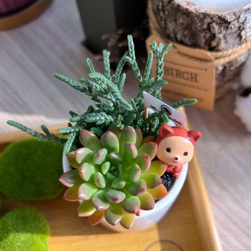 Succulent Combo In White Ceramic Cylindrical Pot - Christmas 2023 Klang Valley Delivery
