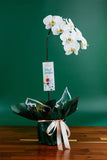 Grade A+ White Phalaenopsis Plant In Pot With Wrapper (6 - 8 Flowers)