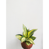Sansevieria 'Golden Hahnii' Kokedama - Ornamental Plant (Nationwide Delivery)