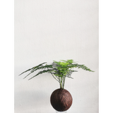 Asparagus Fern 'Setaceus' Kokedama - Ornamental Plant (Nationwide Delivery)