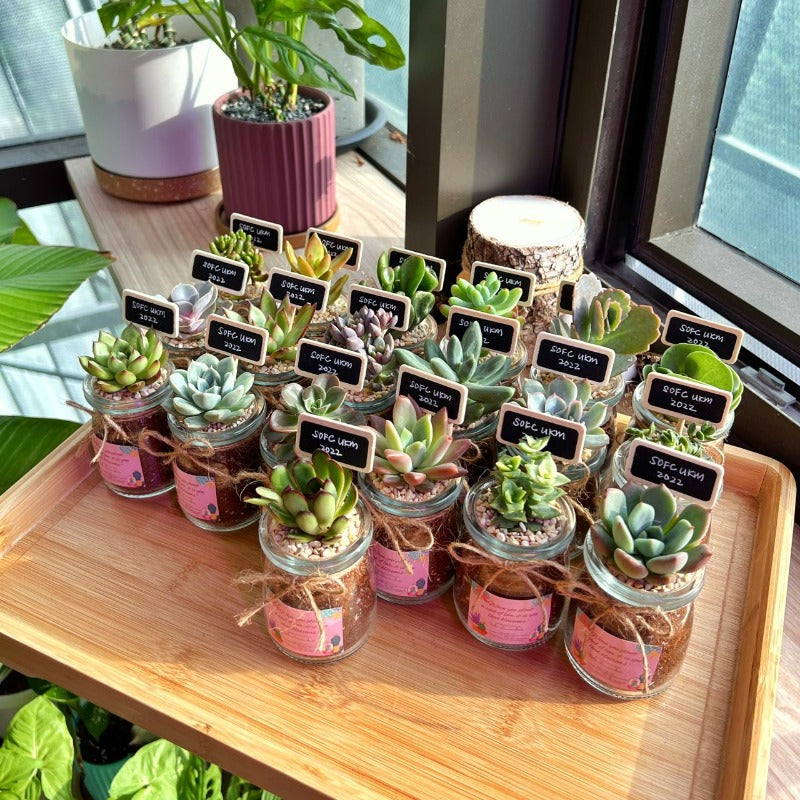 succulent wedding souvenir Premium Wedding Door Gift - Succulent In Glass Pot (10pcs) - Klang Val | Giftr