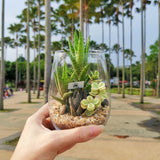 Tall Glass Succulent Terrarium (M) - Klang Valley Delivery