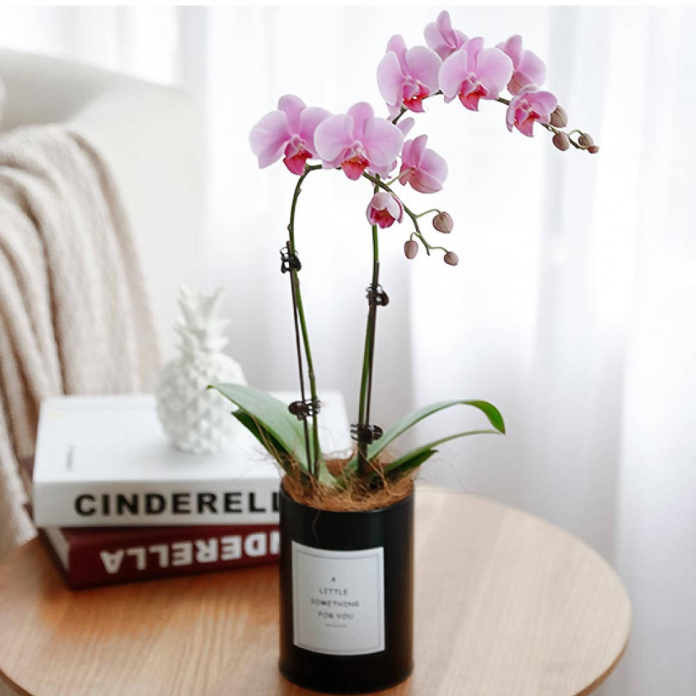 Pink Potted Orchid (Klang Valley Delivery Only)
