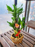 Lotus Bamboo Chinese New Year 2020