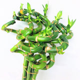 Lucky Bamboo – Curly Chinese New Year 2020