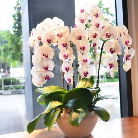 Grade A+ White Red Lips Phalaenopsis x 5 In Big Ceramic Pot