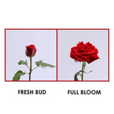 Valentine's Day Red Rose only