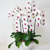 White Purple Orchid 05