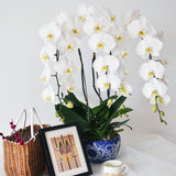 White Yellow Orchid 03